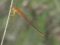 Ischnura pumilio (Scarce Blue-tailed Damselfly) female 10.JPG